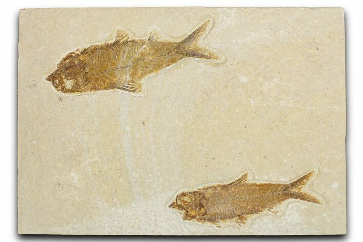 Limestone with Two Fossil Fish (Knightia) - Wyoming #354045